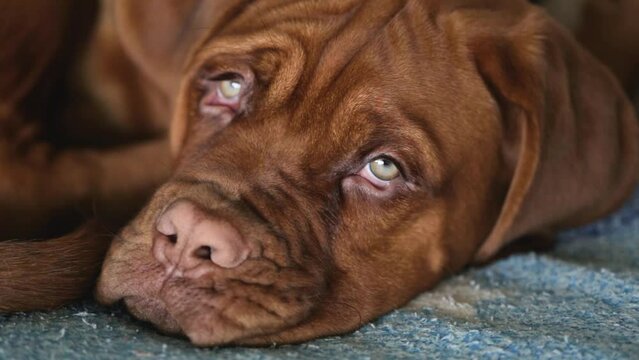 Sleepy dog puppy. Close-up of a Dogue de Bordeaux puppy. Beautiful muzzle of a French mastiff puppy.