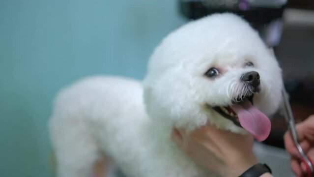 Bichon Dog getting groomed at salon. Professional cares for a dog in a specialized grooming salon. 4K