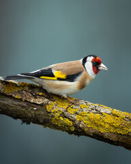 Bird Goldfinch Carduelis scarduelis , small amazing bird, winter time in Poland Europe