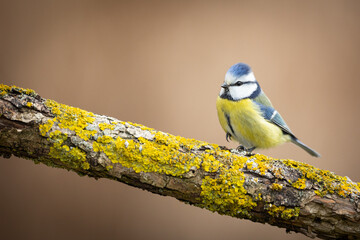 Bird - Blue Tit Cyanistes caeruleus perched on tree winter time small bird on blurred background
