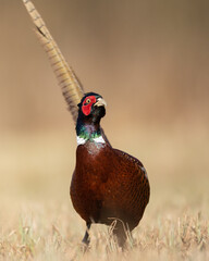 Common pheasant Phasianus colchius Ring-necked pheasant in natural habitat, grassland in early spring