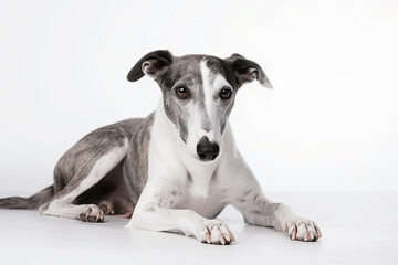 Greyhound dog lying in studio on white background. Generative AI