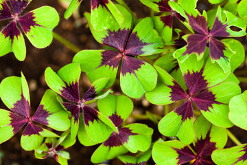 緑と紫の競演　オキザリスの葉