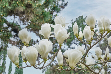 Blooming white magnolia flowers on brunch