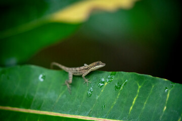 lizard on a leaf