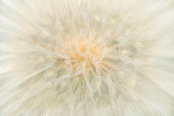 Dandelion seeds close up. White fluffy Dandelions. Natural blurred spring abstract background. Picture for screensaver, wallpaper, card design, cover printing. Taraxacum Erythrospermum.