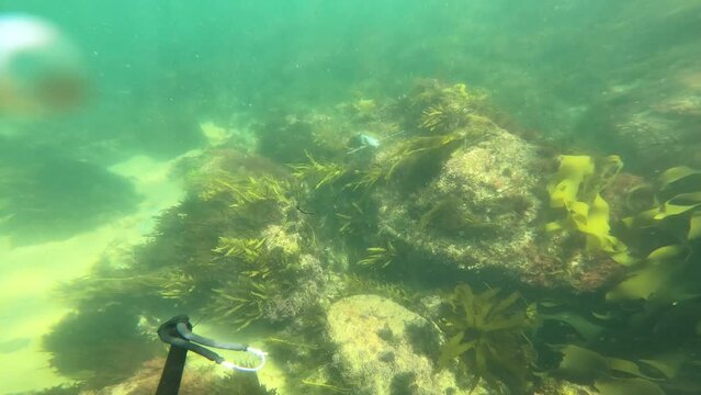 A point of view shot spear fishing and catching a sweep along coastal reef in Australia