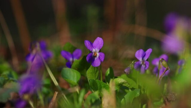 Viola odorata in natural light in the forest