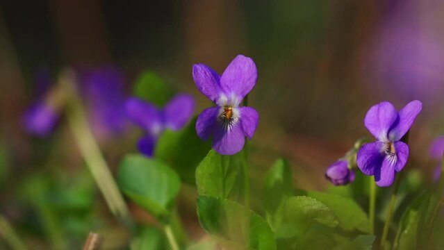 Viola odorata in natural light in the forest