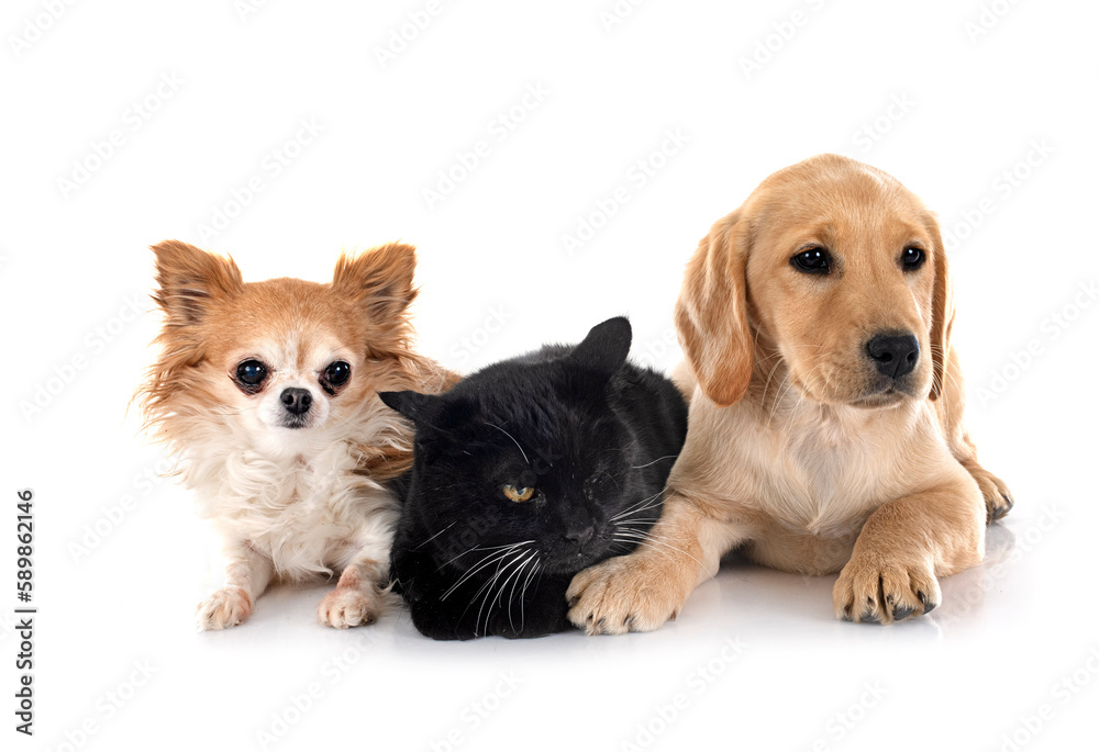 Canvas Prints puppy labrador retriever, chihuahua and cat