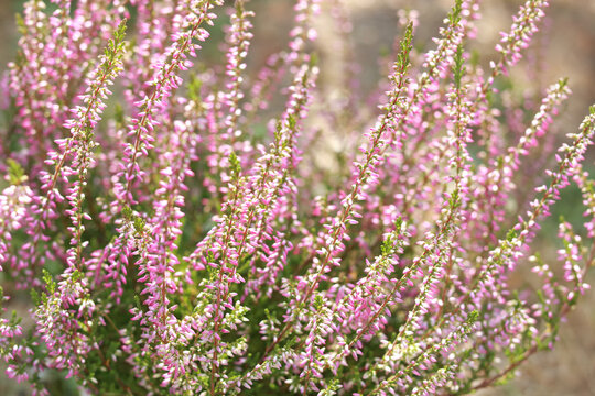 Calluna vulgaris. Lüneburg Heath. Vibrant pink Common heather. Calluna vulgaris blossoming outdoors. Close up flowering Common Heather, ling, or simply heather. Selective focus of the purple flowers