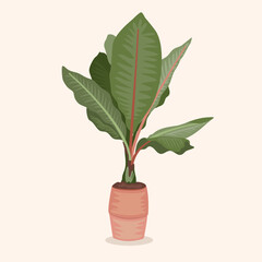 Illustration potted plant for the interior. Isolated.