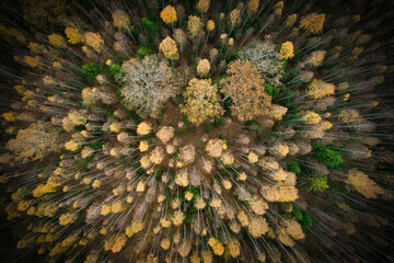 Above aerial shot of green pine forests and yellow foliage groves with beautiful texture of golden treetops. Beautiful fall season scenery in evening. Mountains in autumn in golden time