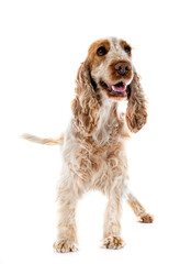 English Cocker Spaniel