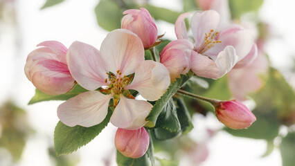 Light white and pink apple blossoms, on a bright, light spring background