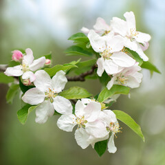 Spring's first blossoms, against a background of spring's light colors