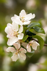 Obraz premium Beautiful first spring flowers. The photo is toned in a brownish shade. Vertical photo