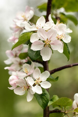 Gardens blooming in spring in Lithuania. Apple tree branch with white flowers. National colors, natural beauty of the homeland