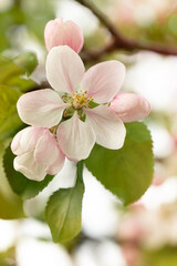 A vertical picture of a spring apple flower blooming in very soft colors