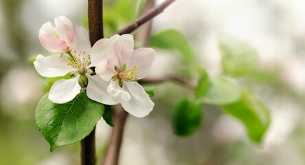 A twig of an apple tree with three blooming blossoms in the light of a spring sunburst. Horizontal photo