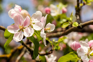 Colorful spring blossoming apple orchards. Numerous branches with spreading flowers