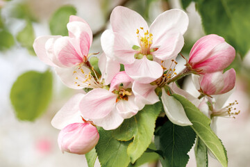 Bouquet of soft pink apple blossoms, in spring garden