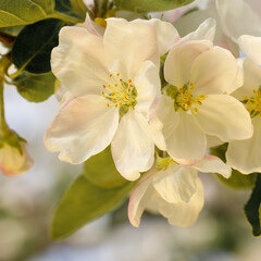White apple blossoms in a blurred background of blooming gardens in golden evening light. Square aspect ratio photo