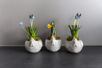 muscari and narcissus