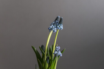muscari 