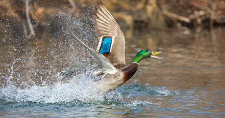 Drake mallard duck taking flight over a local winter pond in Canada - Powered by Adobe