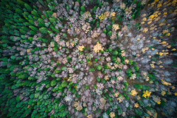 Above aerial shot of green pine forests and yellow foliage groves with beautiful texture of golden treetops. Beautiful fall season scenery in evening. Mountains in autumn in golden time