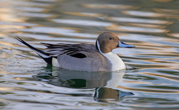 Northern Pintail duck male (Anas acuta) swimming on a local winter pond in Canada