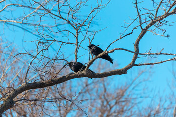 The American crows (Corvus brachyrhynchos) sitting near the nest