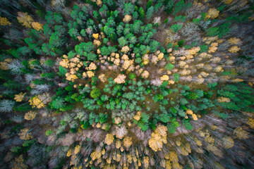 Above aerial shot of green pine forests and yellow foliage groves with beautiful texture of golden treetops. Beautiful fall season scenery in evening. Mountains in autumn in golden time