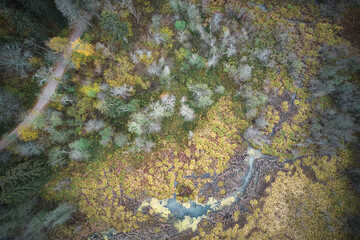 Above aerial shot of green pine forests and yellow foliage groves with beautiful texture of golden treetops. Beautiful fall season scenery in evening. Mountains in autumn in golden time
