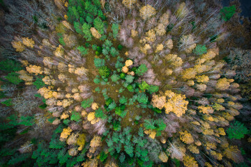 Above aerial shot of green pine forests and yellow foliage groves with beautiful texture of golden treetops. Beautiful fall season scenery in evening. Mountains in autumn in golden time