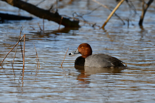 Spring scene of a migrating male Redhead duck swimming along a river on its way to nesting grounds