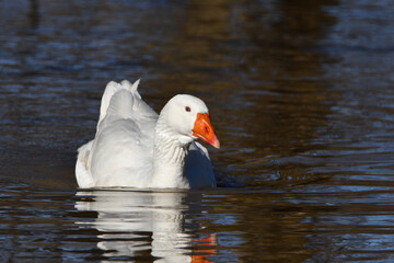 An escaped domesticated Emden goose swimming along the shore of a flooded river