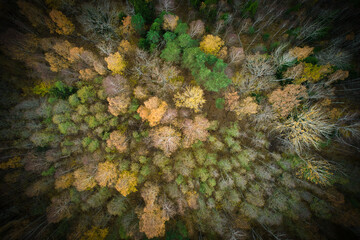 Above aerial shot of green pine forests and yellow foliage groves with beautiful texture of golden treetops. Beautiful fall season scenery in evening. Mountains in autumn in golden time