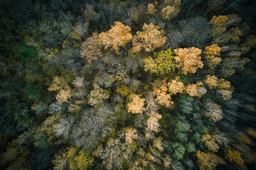 Above aerial shot of green pine forests and yellow foliage groves with beautiful texture of golden treetops. Beautiful fall season scenery in evening. Mountains in autumn in golden time