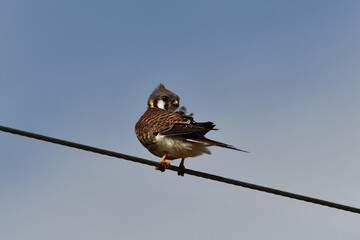 A colorful female American Kestrel Hawk sits perched from a telephone wire along a country road on a windy day