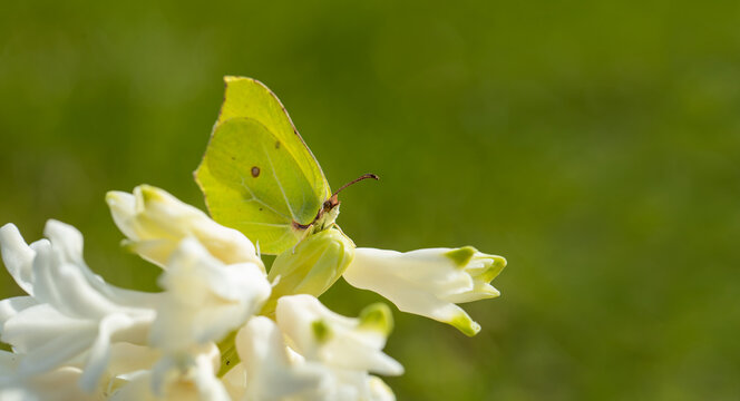 brimstone butterfly Gonepteryx rhamni, yellow butterfly on white hyacinth flower