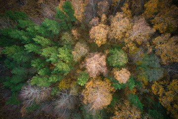 Above aerial shot of green pine forests and yellow foliage groves with beautiful texture of golden treetops. Beautiful fall season scenery in evening. Mountains in autumn in golden time