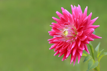 Pink Dahlia flower on green nature background.
Blossoming Aster on green foliage.
Vibrant pink flower in natural environment.
Garden decoration with  Chrysanthemum flower. Beautiful floral composition