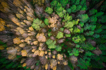 Above aerial shot of green pine forests and yellow foliage groves with beautiful texture of golden treetops. Beautiful fall season scenery in evening. Mountains in autumn in golden time