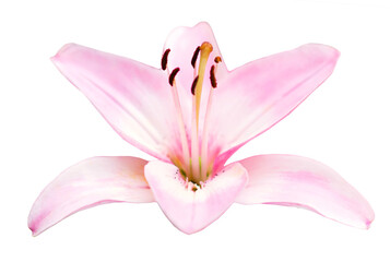 Pink lily flower in PNG isolated on transparent background