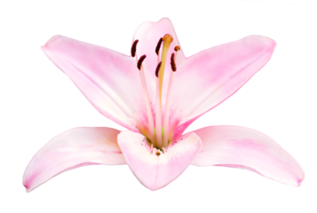 Pink lily flower in PNG isolated on transparent background