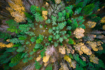 Above aerial shot of green pine forests and yellow foliage groves with beautiful texture of golden treetops. Beautiful fall season scenery in evening. Mountains in autumn in golden time