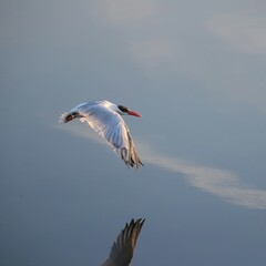 Obraz premium Tern in Flight 