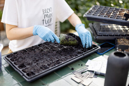 Gardener filling seedling trays with a soil, sowing flower seeds at backyard. Tray with green sprouts in front. Concept of a hobby or small business of growing flowers.